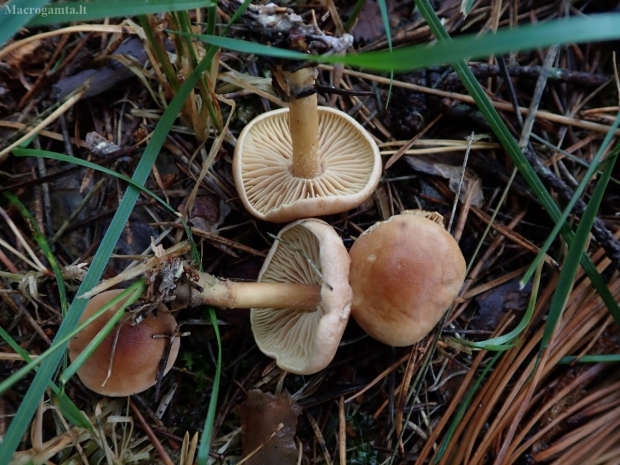 Plaukuotpėdė plempenė - Collybiopsis peronata | Fotografijos autorius : Vitalij Drozdov | © Macrogamta.lt | Šis tinklapis priklauso bendruomenei kuri domisi makro fotografija ir fotografuoja gyvąjį makro pasaulį.