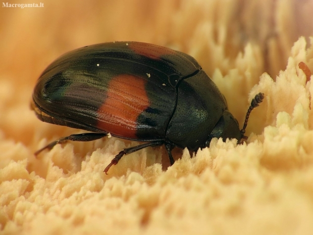 Pleasing fungus beetle - Tritoma subbasalis | Fotografijos autorius : Vidas Brazauskas | © Macronature.eu | Macro photography web site