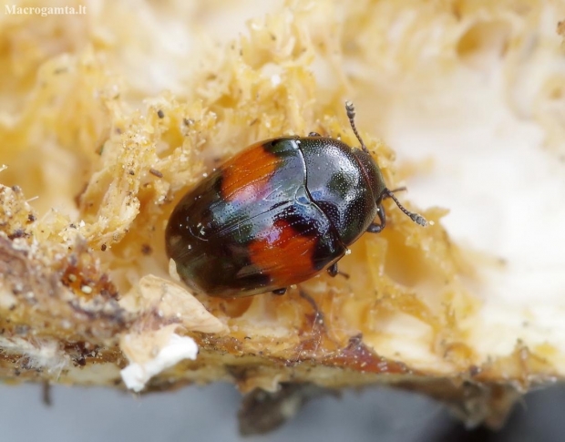 Pleasing fungus beetle - Tritoma subbasalis | Fotografijos autorius : Romas Ferenca | © Macronature.eu | Macro photography web site