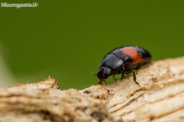Pleasing fungus beetle - Tritoma subbasalis | Fotografijos autorius : Eglė Vičiuvienė | © Macronature.eu | Macro photography web site