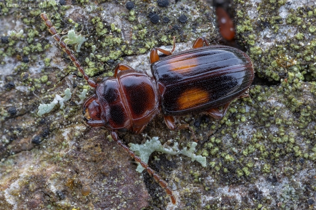 Plokščiavabalis - Laemophloeus monilis | Fotografijos autorius : Žilvinas Pūtys | © Macrogamta.lt | Šis tinklapis priklauso bendruomenei kuri domisi makro fotografija ir fotografuoja gyvąjį makro pasaulį.