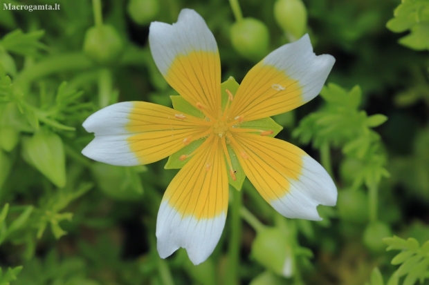 Poached egg plant - Limnanthes douglasii | Fotografijos autorius : Gintautas Steiblys | © Macronature.eu | Macro photography web site