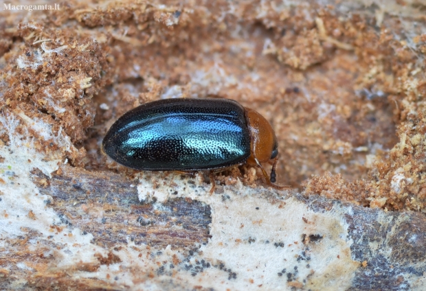 Polypore fungus beetle - Tetratoma fungorum | Fotografijos autorius : Kazimieras Martinaitis | © Macronature.eu | Macro photography web site