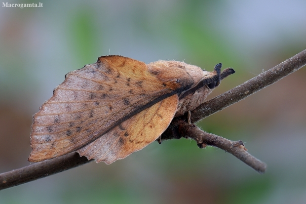 Poplar Lappet - Gastropacha populifolia | Fotografijos autorius : Arūnas Eismantas | © Macronature.eu | Macro photography web site