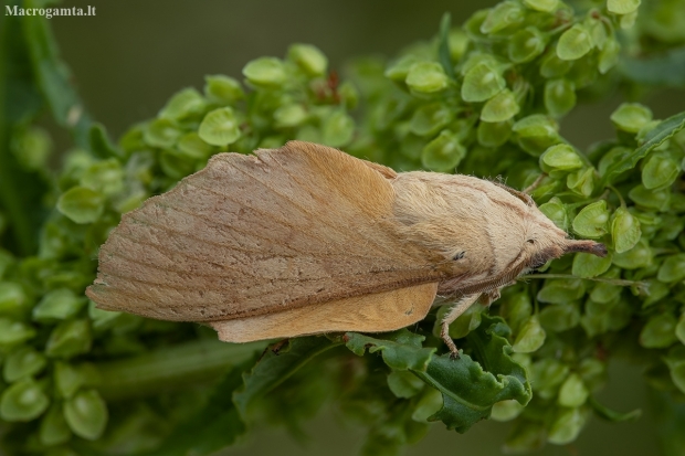 Poplar Lappet - Gastropacha populifolia | Fotografijos autorius : Žilvinas Pūtys | © Macronature.eu | Macro photography web site