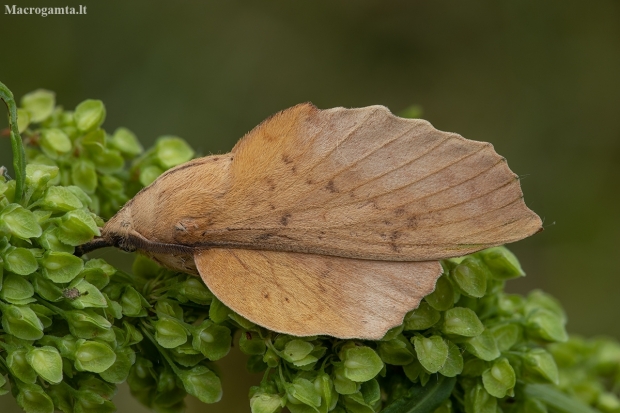 Poplar Lappet - Gastropacha populifolia | Fotografijos autorius : Žilvinas Pūtys | © Macronature.eu | Macro photography web site