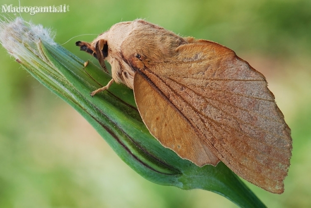 Poplar Lappet - Gastropacha populifolia | Fotografijos autorius : Arūnas Eismantas | © Macronature.eu | Macro photography web site