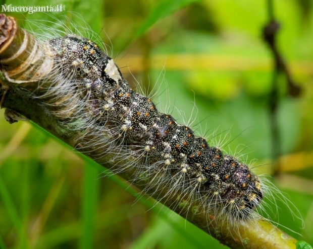 Poplar grey - Acronicta megacephala, caterpillar | Fotografijos autorius : Romas Ferenca | © Macronature.eu | Macro photography web site