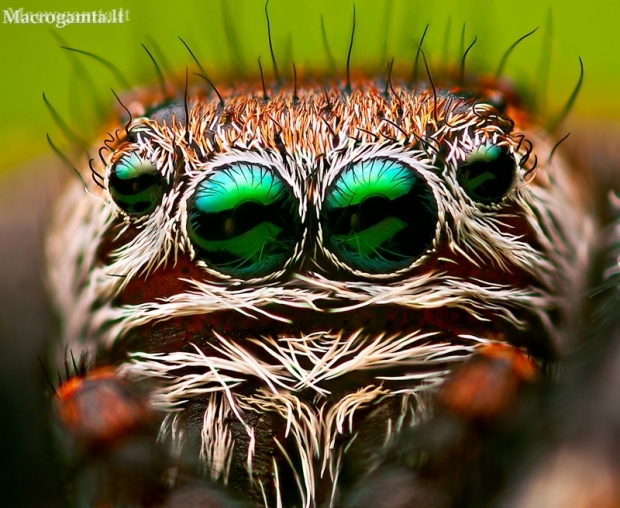 Portrait of  Bowed Jumper male | Fotografijos autorius : Lukas Jonaitis | © Macronature.eu | Macro photography web site