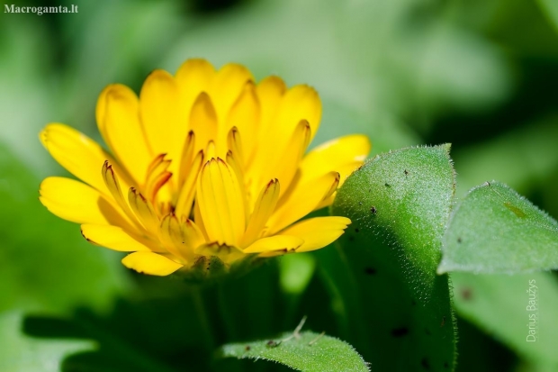 Pot Marigold | Calendula officinalis | Fotografijos autorius : Darius Baužys | © Macronature.eu | Macro photography web site