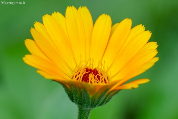 Pot marigold | Calendula officinalis | Fotografijos autorius : Darius Baužys | © Macronature.eu | Macro photography web site