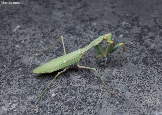 Praying mantis - Sphodromantis trimacula | Fotografijos autorius : Žilvinas Pūtys | © Macronature.eu | Macro photography web site