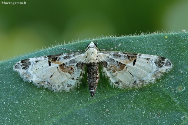 Pug - Eupithecia extremata | Fotografijos autorius : Gintautas Steiblys | © Macronature.eu | Macro photography web site