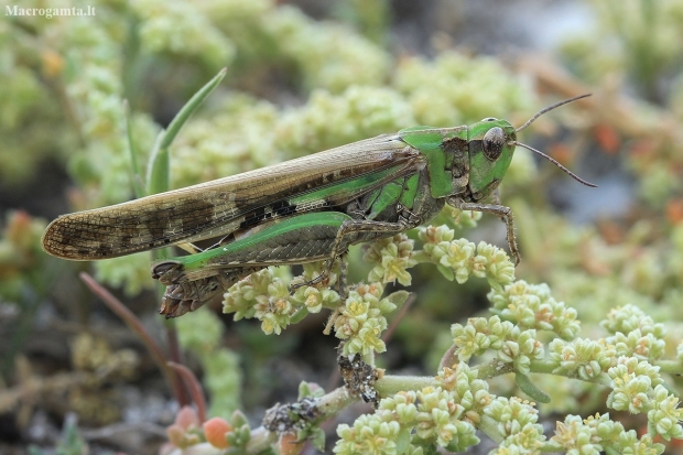 Puissant's Green-winged Grasshopper - Aiolopus puissanti | Fotografijos autorius : Gintautas Steiblys | © Macronature.eu | Macro photography web site