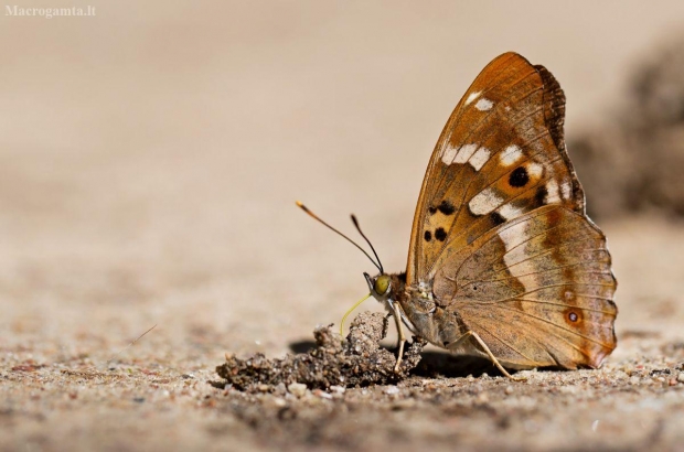 Puošnioji vaiva - Apatura ilia | Fotografijos autorius : Zita Gasiūnaitė | © Macrogamta.lt | Šis tinklapis priklauso bendruomenei kuri domisi makro fotografija ir fotografuoja gyvąjį makro pasaulį.