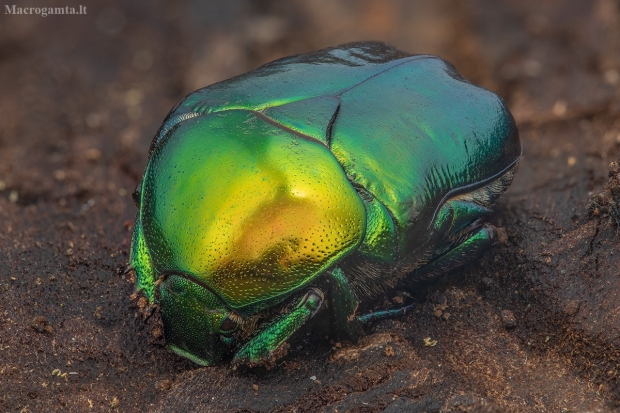 Puošnusis auksavabalis - Protaetia aeruginosa ♀ | Fotografijos autorius : Žilvinas Pūtys | © Macrogamta.lt | Šis tinklapis priklauso bendruomenei kuri domisi makro fotografija ir fotografuoja gyvąjį makro pasaulį.