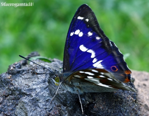 Purple Emperor - Apatura iris  | Fotografijos autorius : Gintautas Steiblys | © Macronature.eu | Macro photography web site