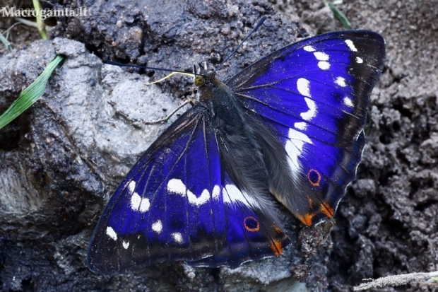Purple Emperor - Apatura iris | Fotografijos autorius : Gintautas Steiblys | © Macronature.eu | Macro photography web site