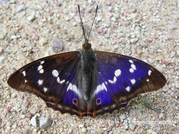 Purple Emperor - Apatura iris | Fotografijos autorius : Deividas Makavičius | © Macronature.eu | Macro photography web site