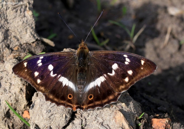 Purple Emperor - Apatura iris | Fotografijos autorius : Ramunė Vakarė | © Macronature.eu | Macro photography web site