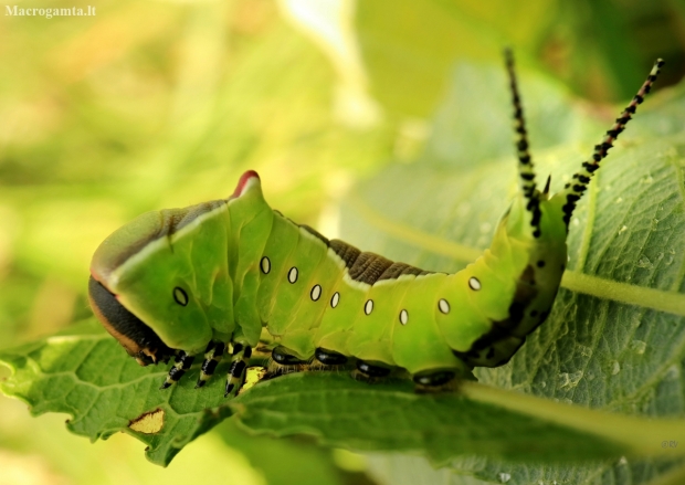 Puss Moth - Cerura vinula, caterpillar | Fotografijos autorius : Ramunė Vakarė | © Macronature.eu | Macro photography web site