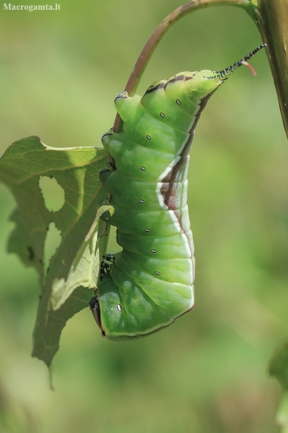 Puss Moth - Cerura vinula, caterpillar | Fotografijos autorius : Gintautas Steiblys | © Macrogamta.lt | Šis tinklapis priklauso bendruomenei kuri domisi makro fotografija ir fotografuoja gyvąjį makro pasaulį.