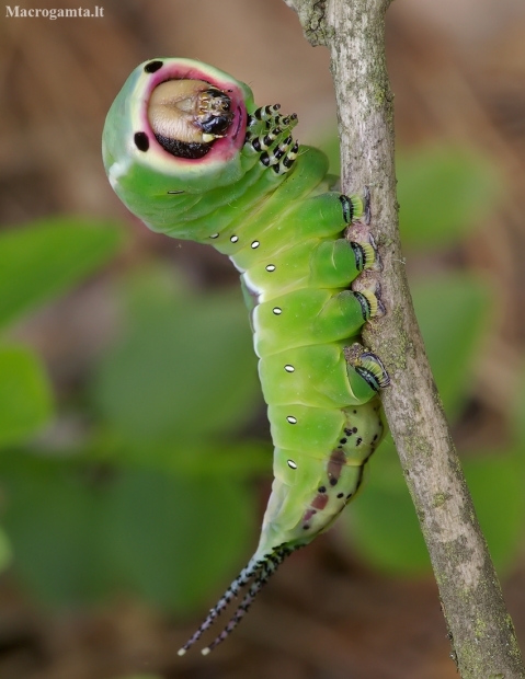 Puss Moth - Cerura vinula, caterpillar | Fotografijos autorius : Romas Ferenca | © Macronature.eu | Macro photography web site