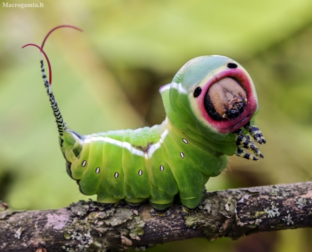 Puss Moth - Cerura vinula, caterpillar | Fotografijos autorius : Kazimieras Martinaitis | © Macronature.eu | Macro photography web site