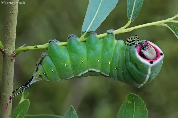 Puss Moth - Cerura vinula, caterpillar | Fotografijos autorius : Gintautas Steiblys | © Macronature.eu | Macro photography web site