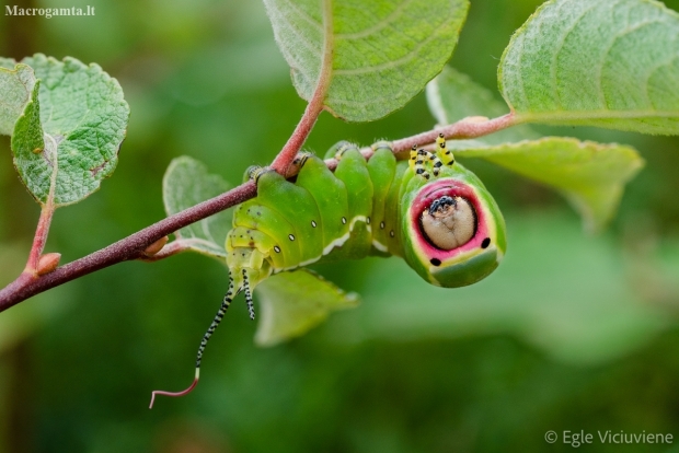 Puss Moth - Cerura vinula, caterpillar | Fotografijos autorius : Eglė Vičiuvienė | © Macronature.eu | Macro photography web site