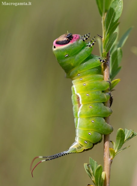 Puss Moth - Cerura vinula, caterpillar | Fotografijos autorius : Zita Gasiūnaitė | © Macronature.eu | Macro photography web site