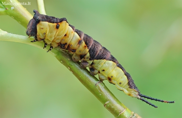 Puss Moth - Cerura vinula, caterpillar | Fotografijos autorius : Gintautas Steiblys | © Macronature.eu | Macro photography web site