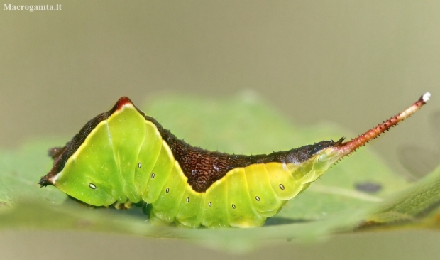 Puss Moth - Cerura vinula, caterpillar | Fotografijos autorius : Gediminas Gražulevičius | © Macronature.eu | Macro photography web site