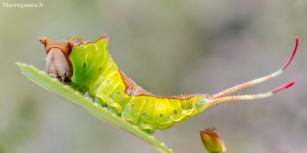 Puss Moth - Cerura vinula, caterpillar | Fotografijos autorius : Oskaras Venckus | © Macronature.eu | Macro photography web site