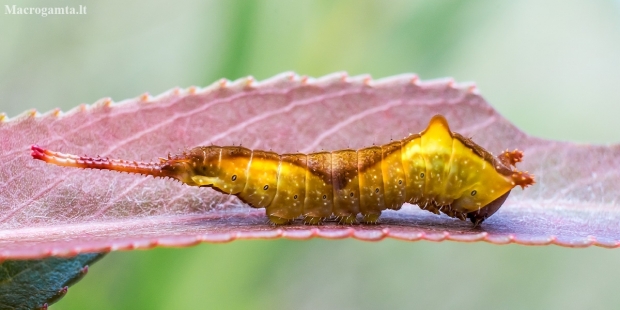 Puss Moth - Cerura vinula, caterpillar | Fotografijos autorius : Oskaras Venckus | © Macronature.eu | Macro photography web site