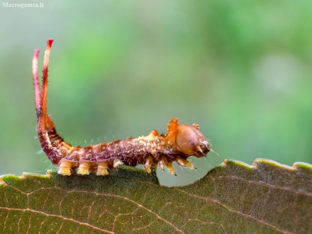 Puss Moth - Cerura vinula, caterpillar | Fotografijos autorius : Oskaras Venckus | © Macronature.eu | Macro photography web site