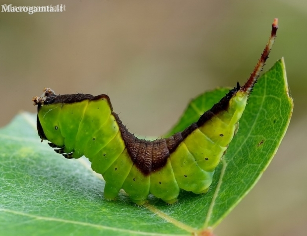 Puss Moth - Cerura vinula, caterpillar | Fotografijos autorius : Romas Ferenca | © Macronature.eu | Macro photography web site