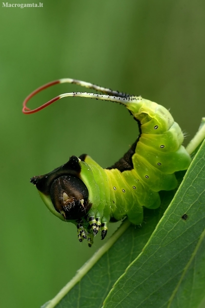 Puss Moth - Cerura vinula, caterpillar | Fotografijos autorius : Gintautas Steiblys | © Macronature.eu | Macro photography web site