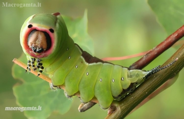 Puss Moth - Cerura vinula, caterpillar | Fotografijos autorius : Lukas Jonaitis | © Macronature.eu | Macro photography web site