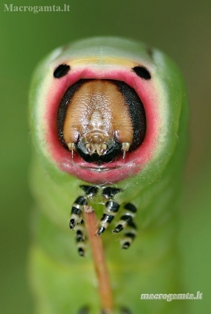 Puss Moth - Cerura vinula, caterpillar | Fotografijos autorius : Lukas Jonaitis | © Macronature.eu | Macro photography web site