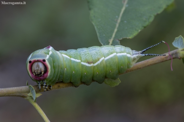 Puss Moth - Cerura vinula, caterpillar | Fotografijos autorius : Žilvinas Pūtys | © Macronature.eu | Macro photography web site