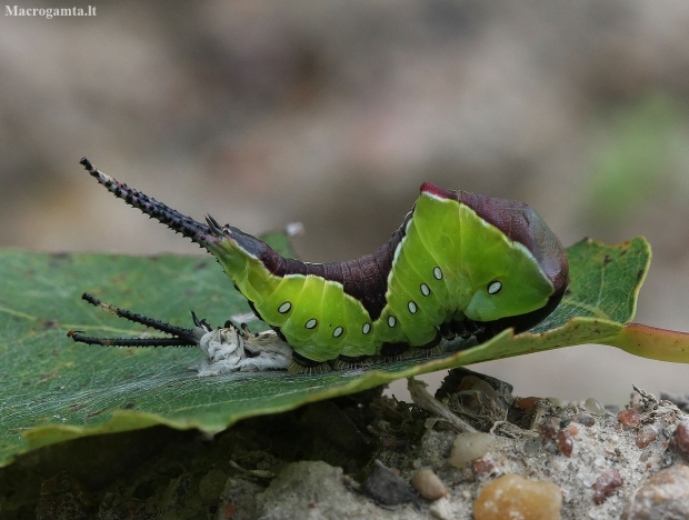 Puss Moth - Cerura vinula, caterpillar | Fotografijos autorius : Vytautas Gluoksnis | © Macronature.eu | Macro photography web site