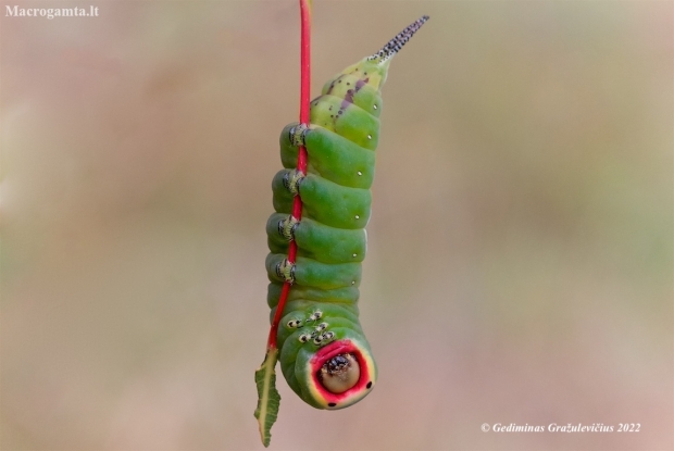 Puss Moth - Cerura vinula, caterpillar | Fotografijos autorius : Gediminas Gražulevičius | © Macronature.eu | Macro photography web site