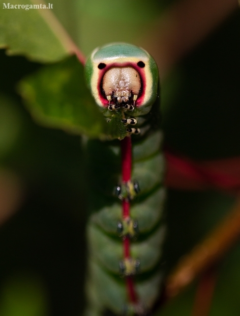 Puss Moth - Cerura vinula, caterpillar | Fotografijos autorius : Zita Gasiūnaitė | © Macronature.eu | Macro photography web site