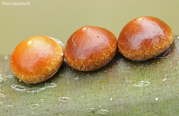 Puss Moth - Cerura vinula, eggs | Fotografijos autorius : Gintautas Steiblys | © Macronature.eu | Macro photography web site