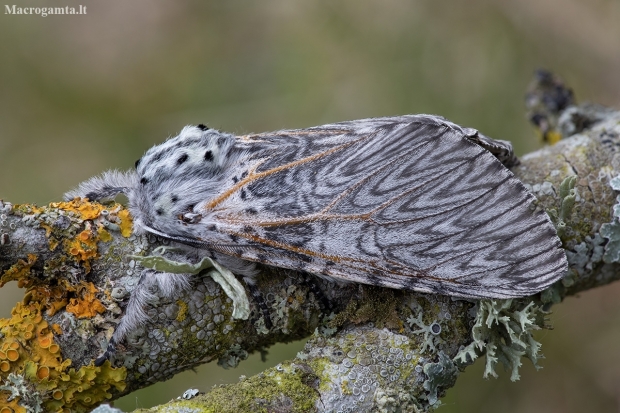 Puss Moth - Cerura vinula | Fotografijos autorius : Žilvinas Pūtys | © Macronature.eu | Macro photography web site