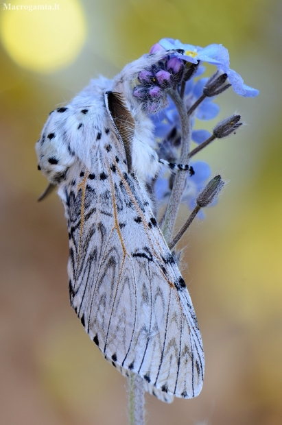 Puss Moth - Cerura vinula | Fotografijos autorius : Arūnas Eismantas | © Macronature.eu | Macro photography web site