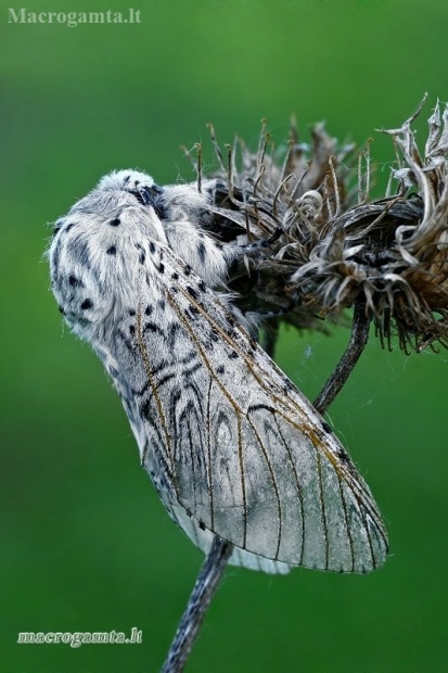 Puss Moth - Cerura vinula | Fotografijos autorius : Gintautas Steiblys | © Macronature.eu | Macro photography web site