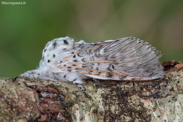 Puss Moth - Cerura vinula | Fotografijos autorius : Žilvinas Pūtys | © Macronature.eu | Macro photography web site