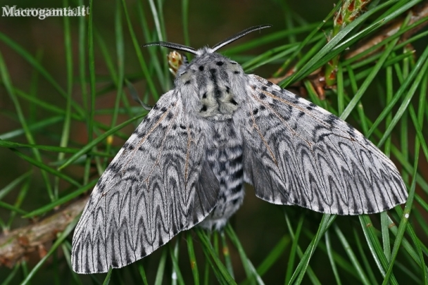 Puss Moth - Cerura vinula | Fotografijos autorius : Gintautas Steiblys | © Macronature.eu | Macro photography web site